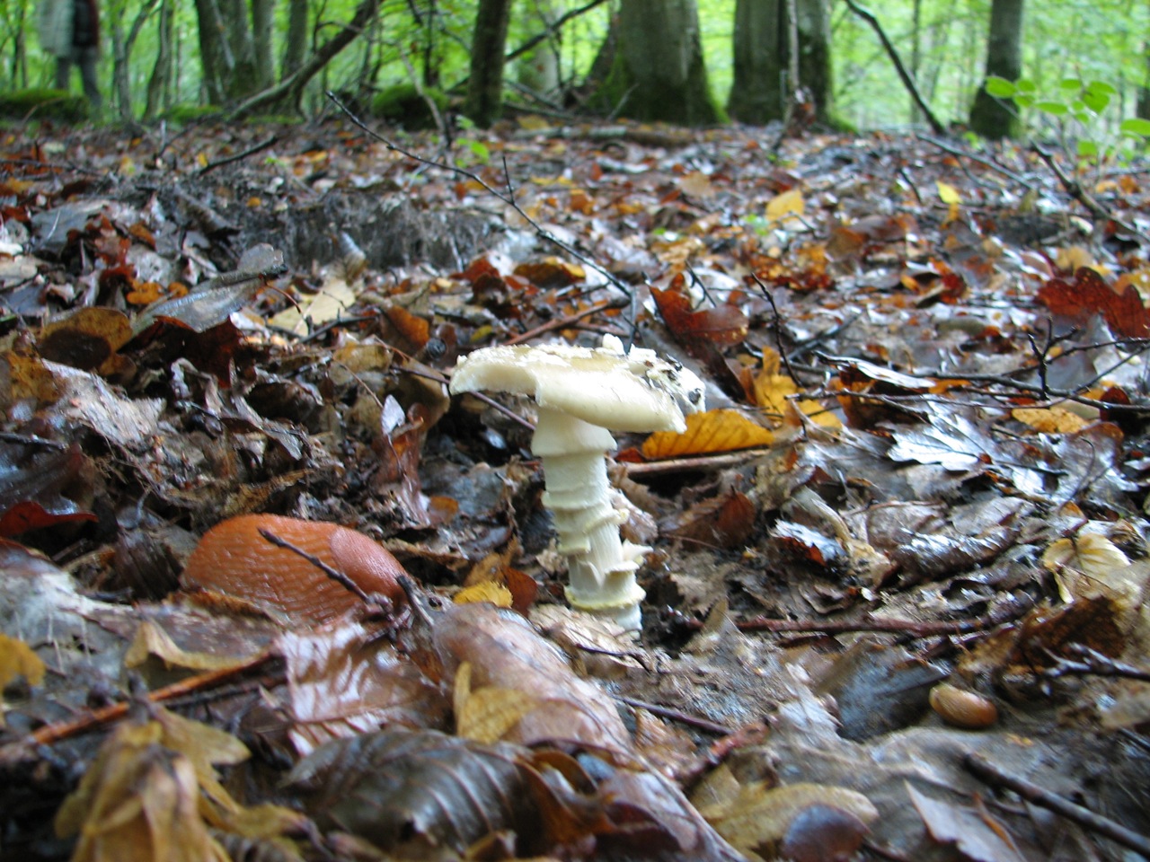 2011 09 04 Sortie Myco Croix Pater 13